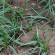 Resistencia de malas hierbas a herbicidas