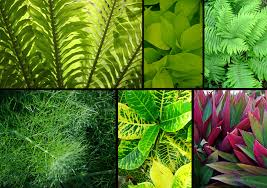 Floramedia presenta el webinar “Claves para etiquetar tus plantas” el jueves 21 de junio