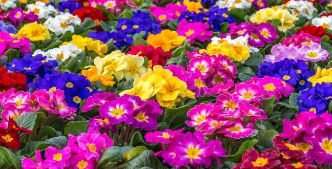FEPEX solicita al Gobierno el reconocimiento de las flores y plantas como productos de primera necesidad