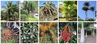 Beneficios ornamentales y culinarios de las palmeras