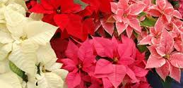 Las flores para Navidad que no pueden faltar en la decoración de tu casa: flor de Pascua, muérdago, ciclamen…